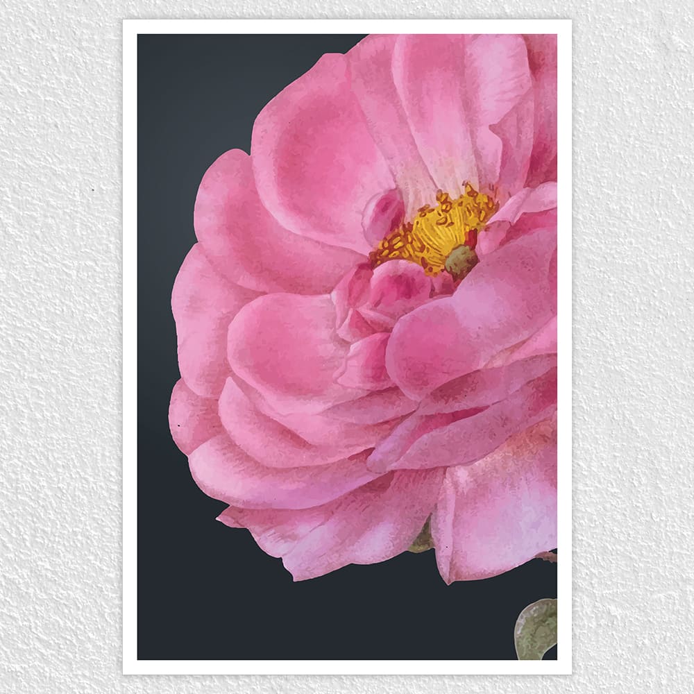 Fomo Store Posters Botanical Damask Rose