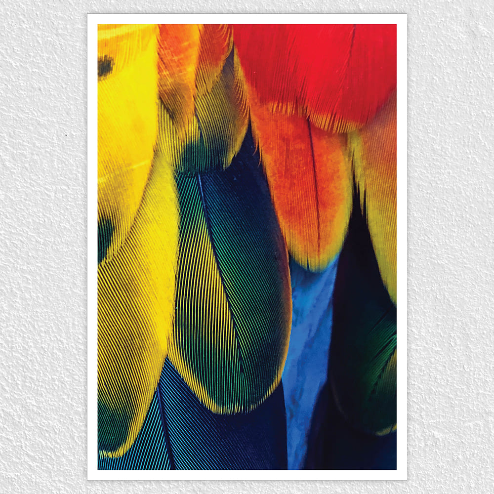 Fomo Store Posters Abstract Colorful Feather