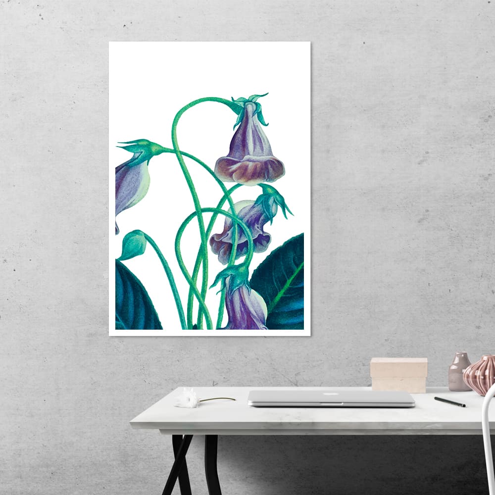 Gloxinia Flower Botanical Poster